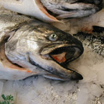 Howard & Son Fish Merchants