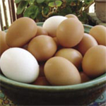 Oxney Wholesale Farm Eggs