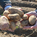 Fairfields Fresh Potatoes